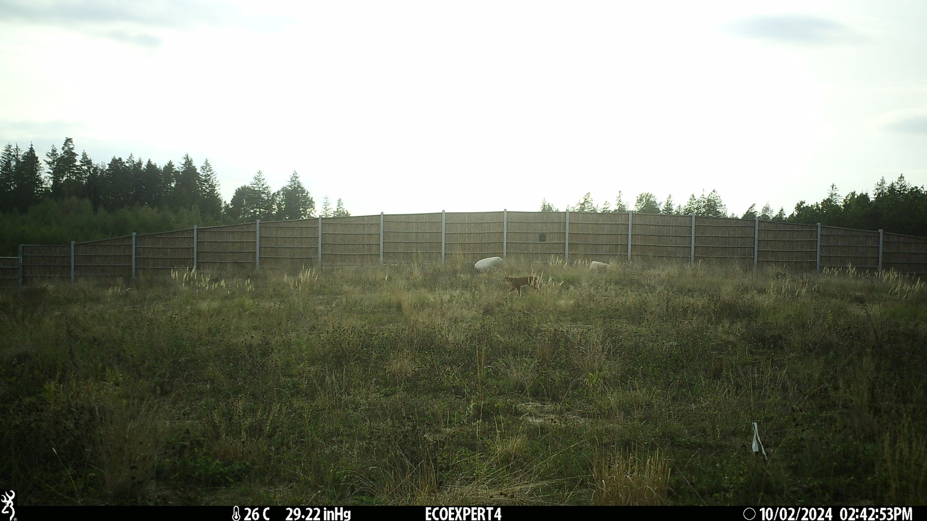 Przejścia dla zwierząt na S61 spełniają swoją funkcję