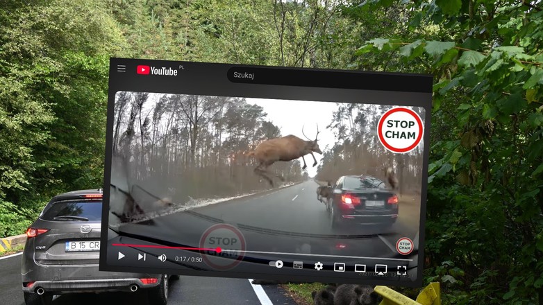 Wypadki z udziałem zwierząt rzadko kończą się szczęśliwym finałem