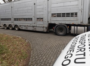 ITD skontrolowała transport świń. Kluczowy okazał się brak kilku elementów
