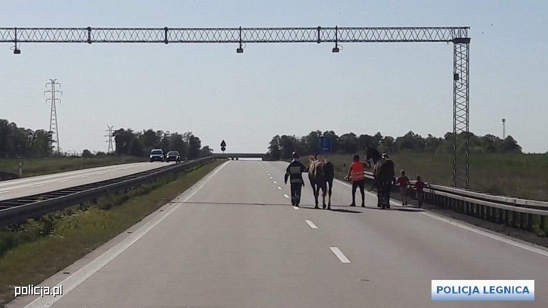 Policjanci eskortowali konie na autostradzie A4