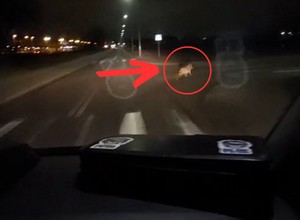Policjanci nie dowierzali. Przed maską ich radiowozu przebiegło rzadko spotykane zwierzę [WIDEO]
