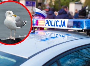 Policja miała łapać piratów drogowych. Nie przewidziała, że pojawią się "Mariany"
