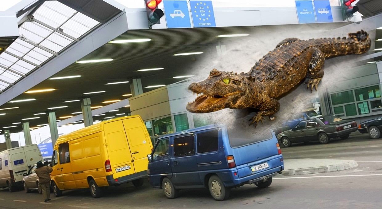 Straż Graniczna zarekwirowała Ukraińcowi nietypowy okaz. Mężczyźnie grozi więzienie