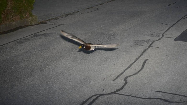 Kaczka uwieczniona na zdjęciu z fotoradaru