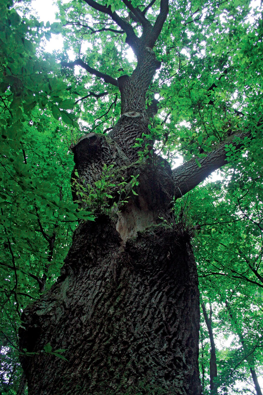 Pojezierze Łęczyńsko-Włodawskie: poznaj uroki Polesia