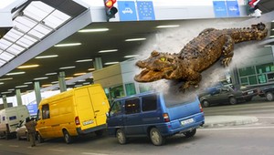 Straż Graniczna zarekwirowała Ukraińcowi nietypowy okaz. Mężczyźnie grozi więzienie