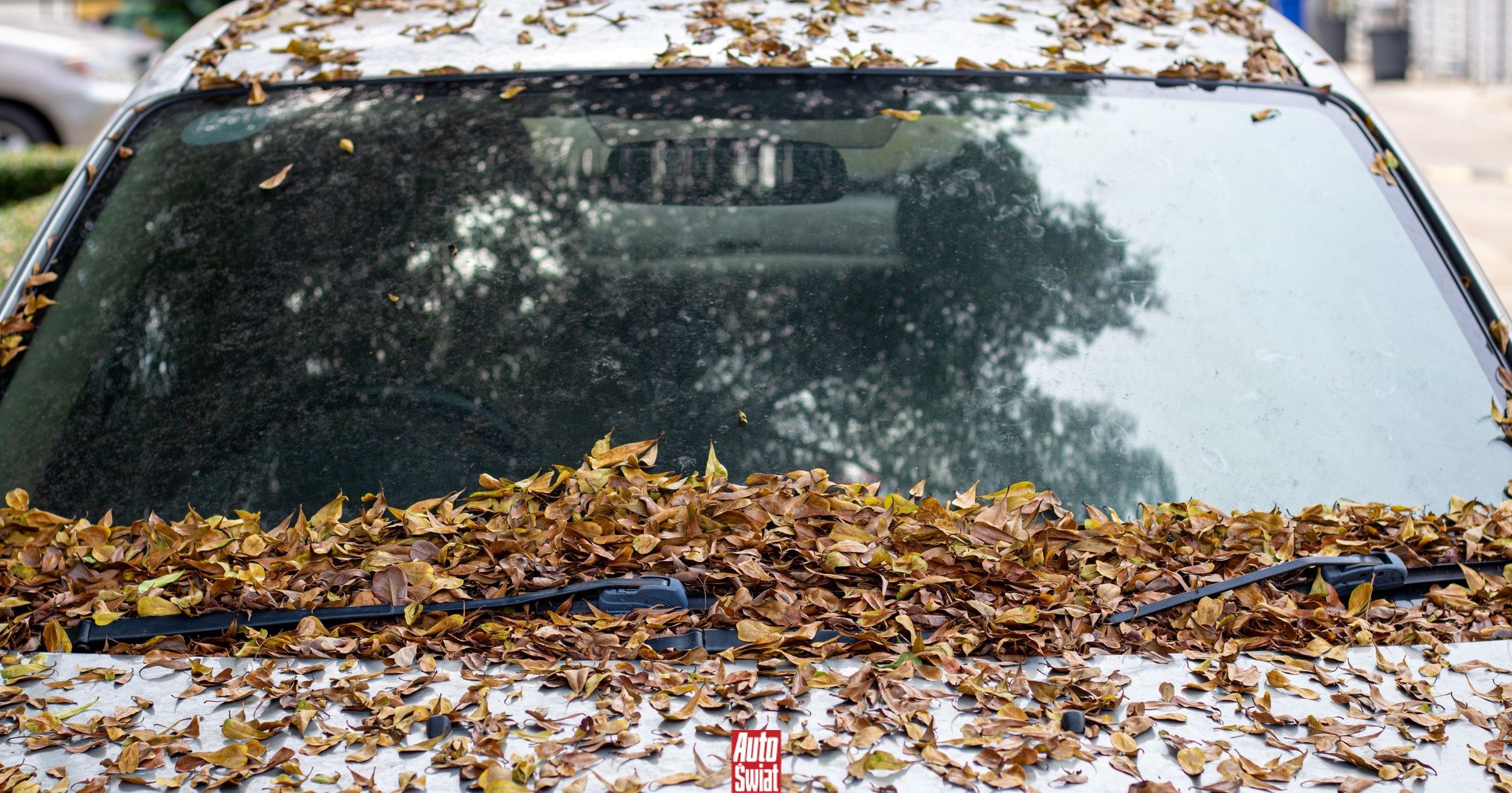 Stosują trick z liściem i udają "cwaną gapę". Policjant nie da się nabrać. Kara będzie sroga