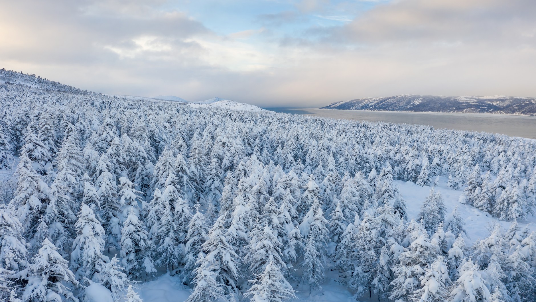 tajga las Syberia zima