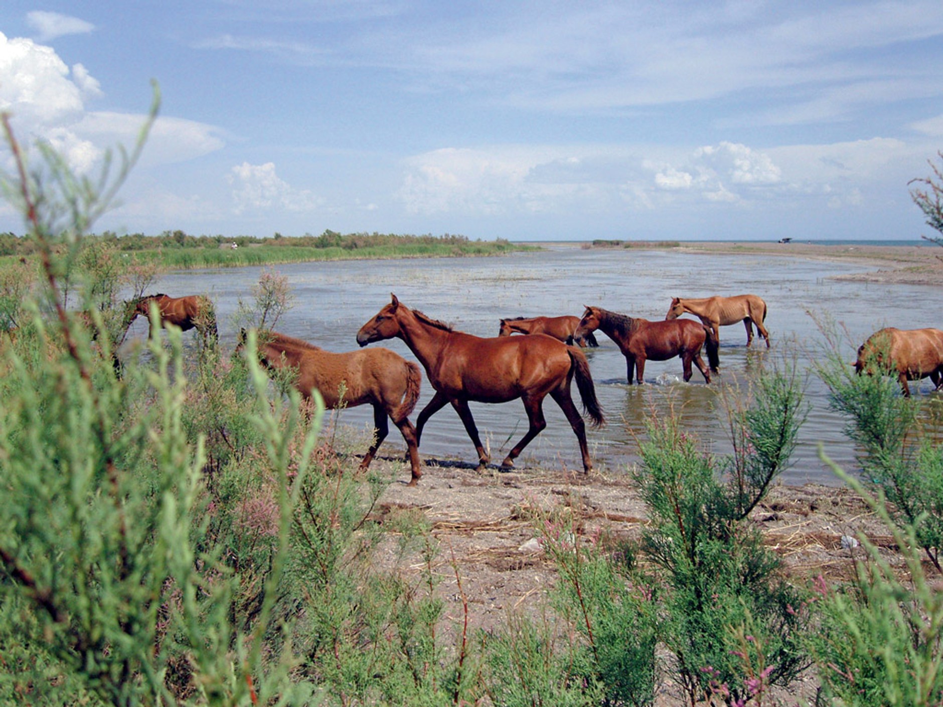 Ford serii F: pikap dla farmera