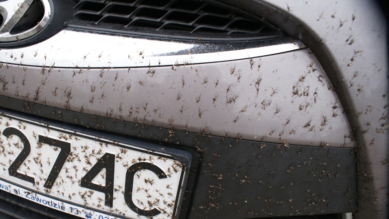 Jak zmyć owady z maski, szyb i lamp