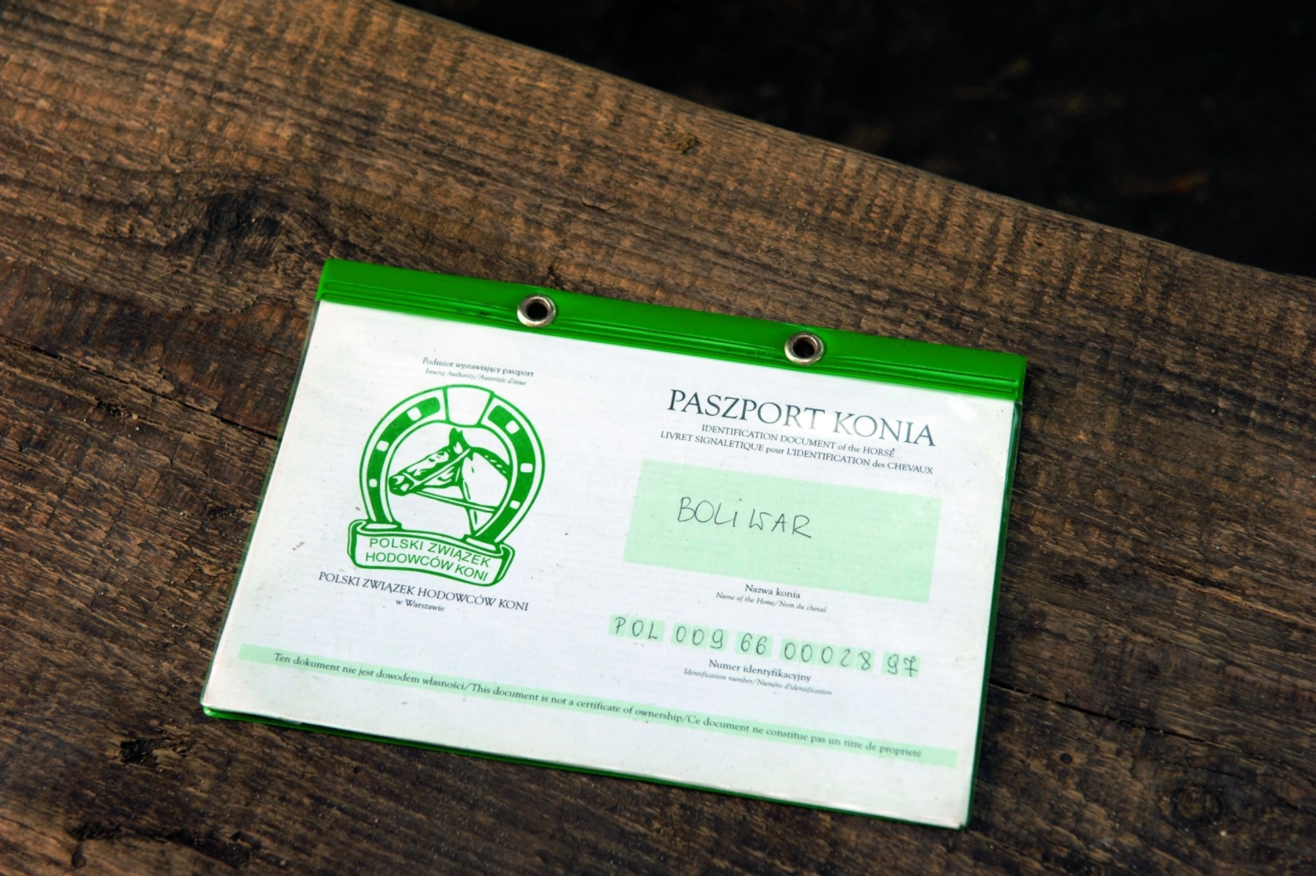 Galop na łące, kłus leśnymi przecinkami