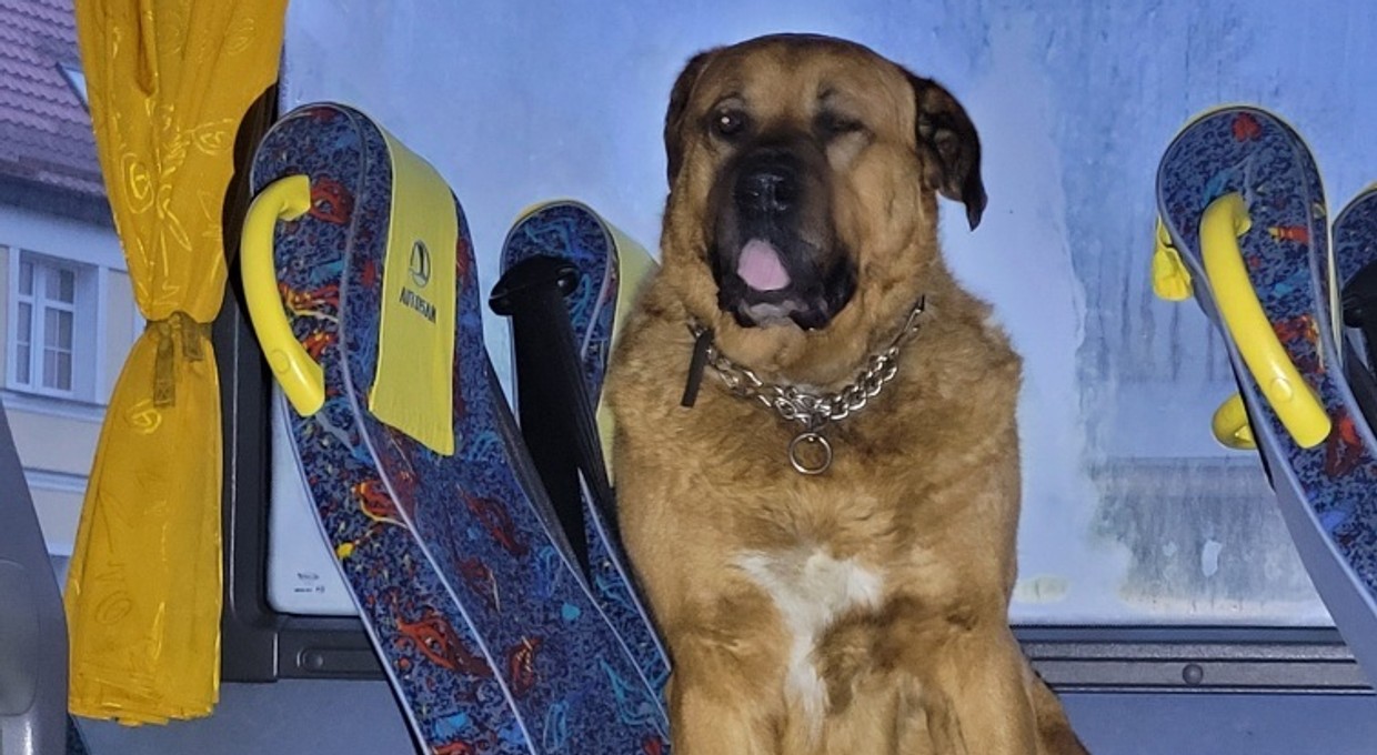 "Rozsiadł się na siedzeniu" w autobusie. W sprawie nietypowego pasażera musiała interweniować policja