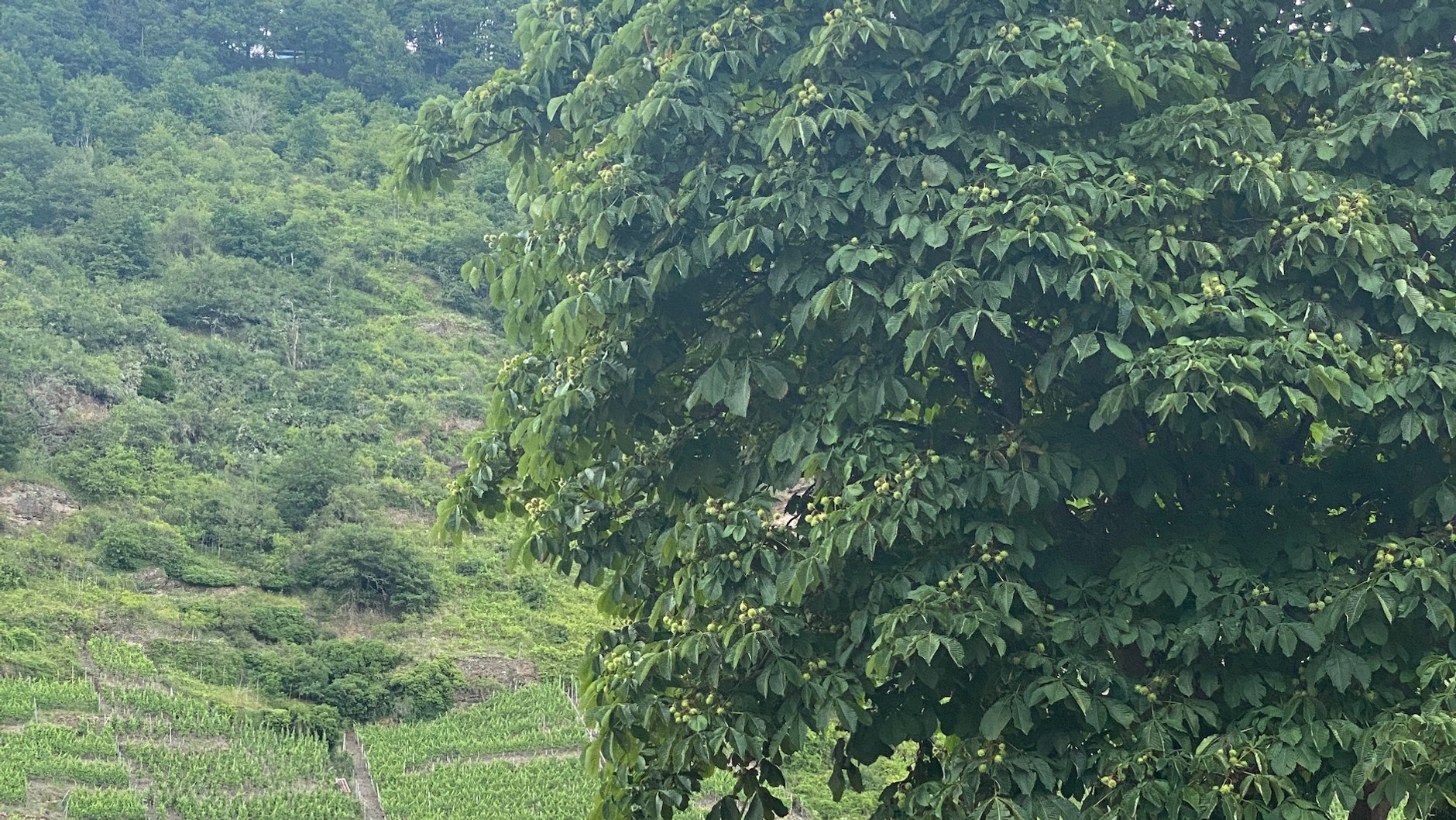 Mazda MX-5 2.0 SkyActiv-G Soft Top (ND, 2022 r.)