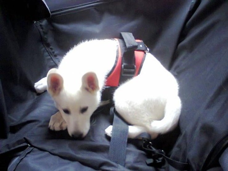 9f493ff8523d0310f0713761fa083697