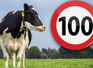 Maksymalnie 100 km/h na autostradach w Holandii, czyli 1:0 dla krów