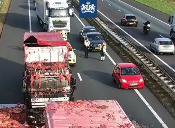 Holenderska autostrada zasypana mięsem. Niecodzienny wypadek [WIDEO]