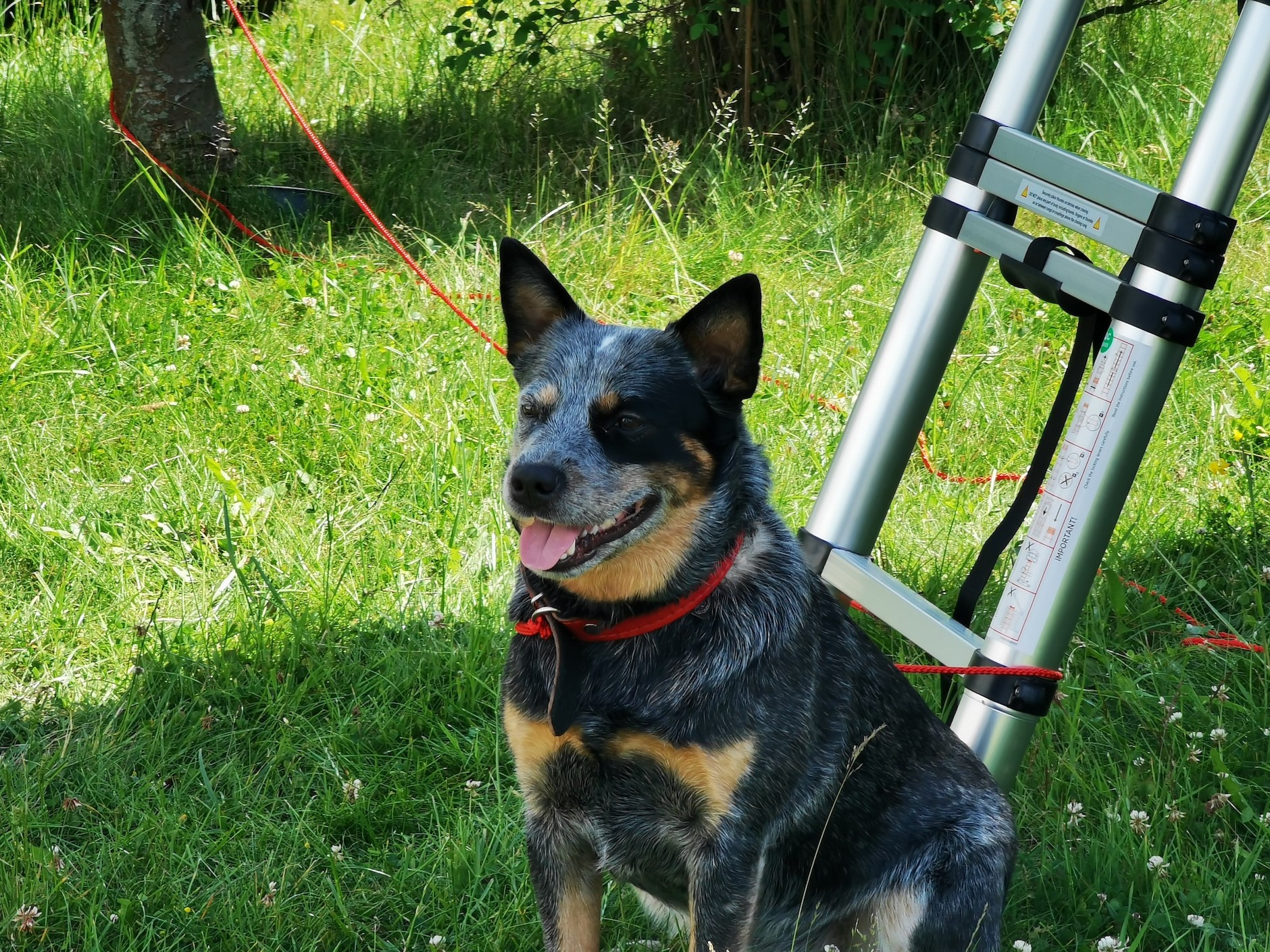 Pies nie może mieszkać w namiocie dachowym, ponieważ nie umie chodzić po drabinie. Nasz ma własną klatkę w busie