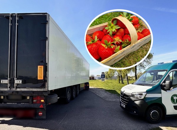 Przywieźli truskawki do Polski. Inspektorzy ITD dali im 11 mandatów i zabrali prawo jazdy