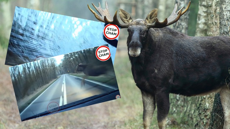 Łoś wybiegł mu na drogę (screenshot/YouTube/@STOPCHAM)