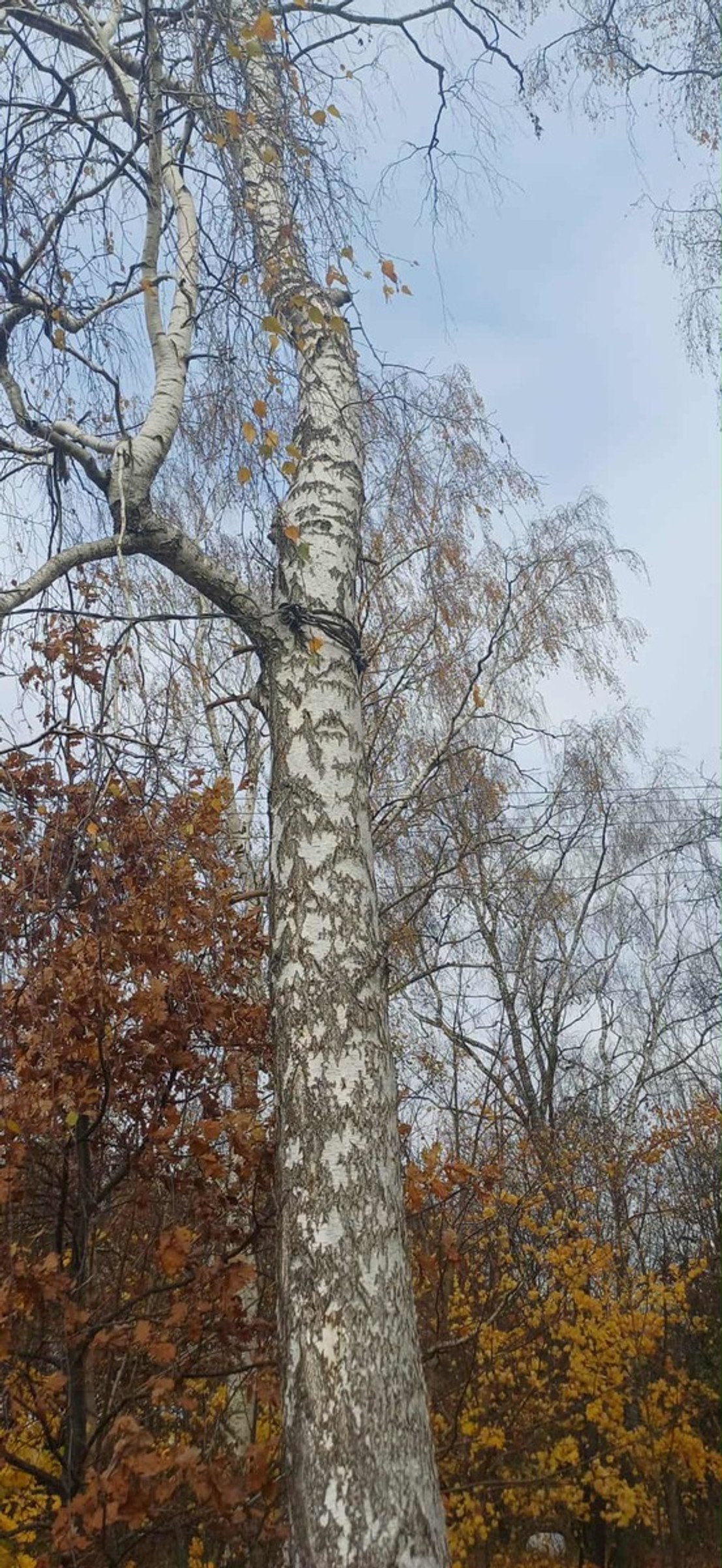 Fragment stalowej liny na drzewie