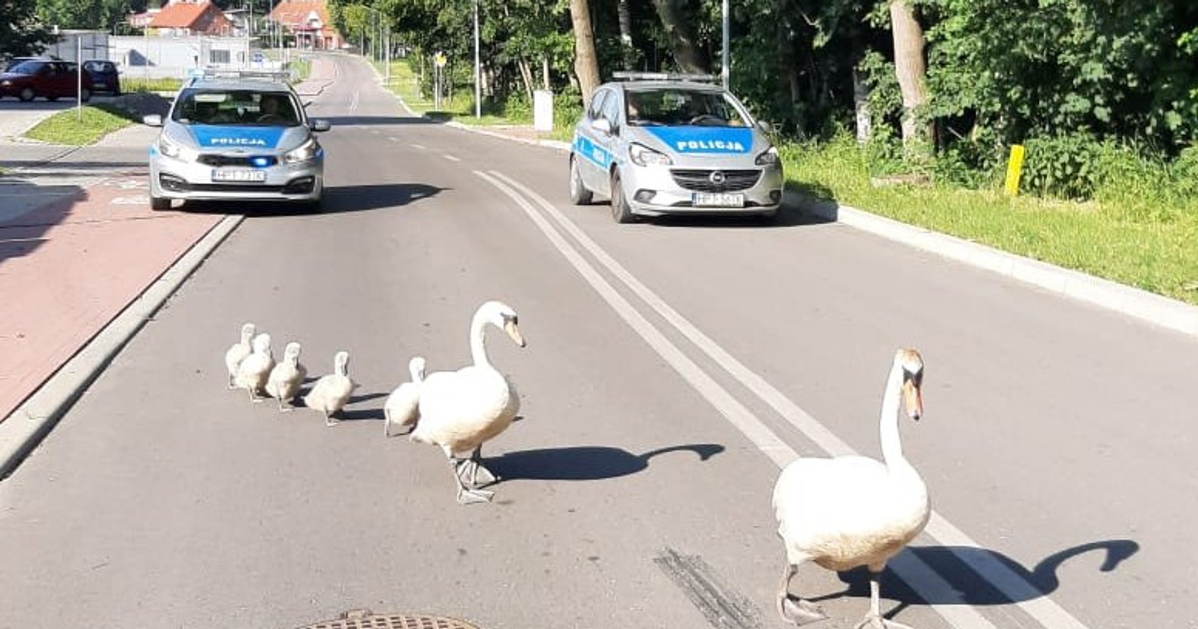 Łabędzie w Kętrzynie