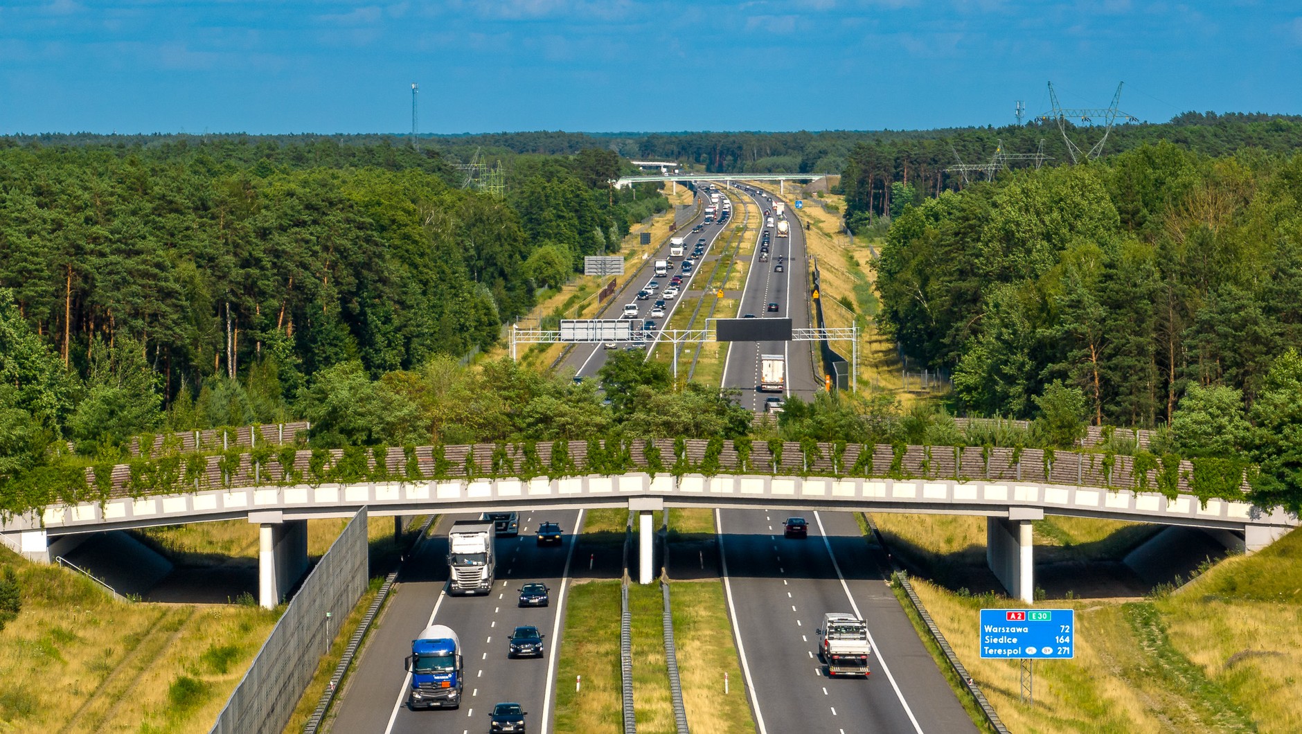 A2 Łowicz - granica woj., przejście dla zwierząt w Puszczy Bolimowskiej w pobliżu węzła Skierniewice