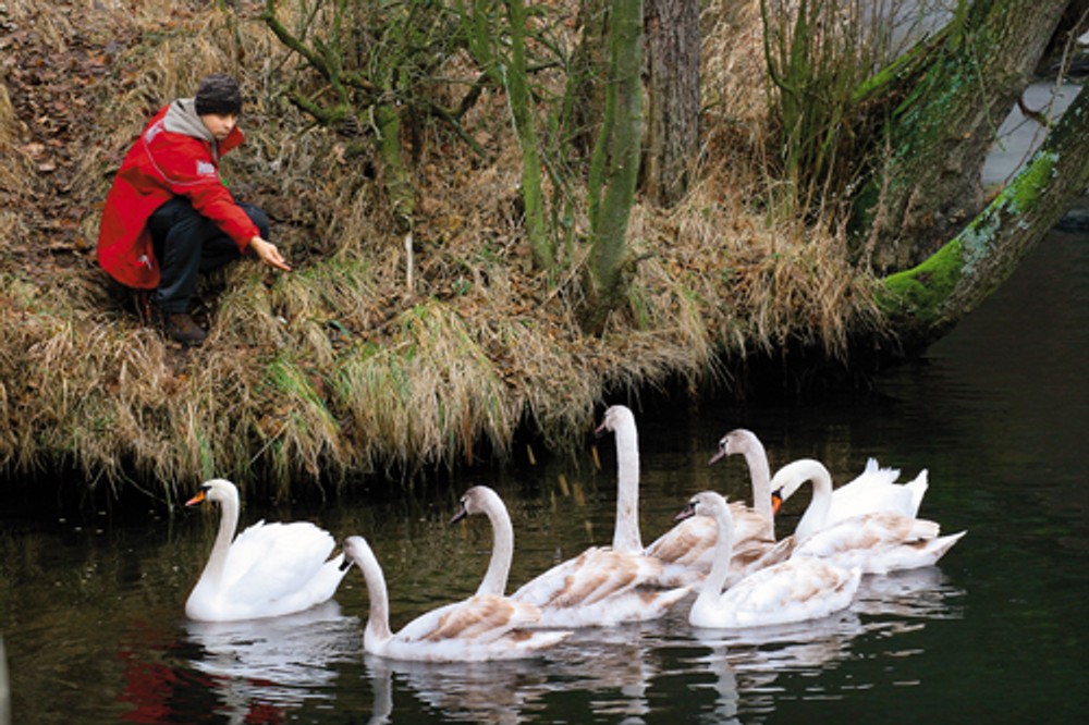 Samochodem i... pieszo!