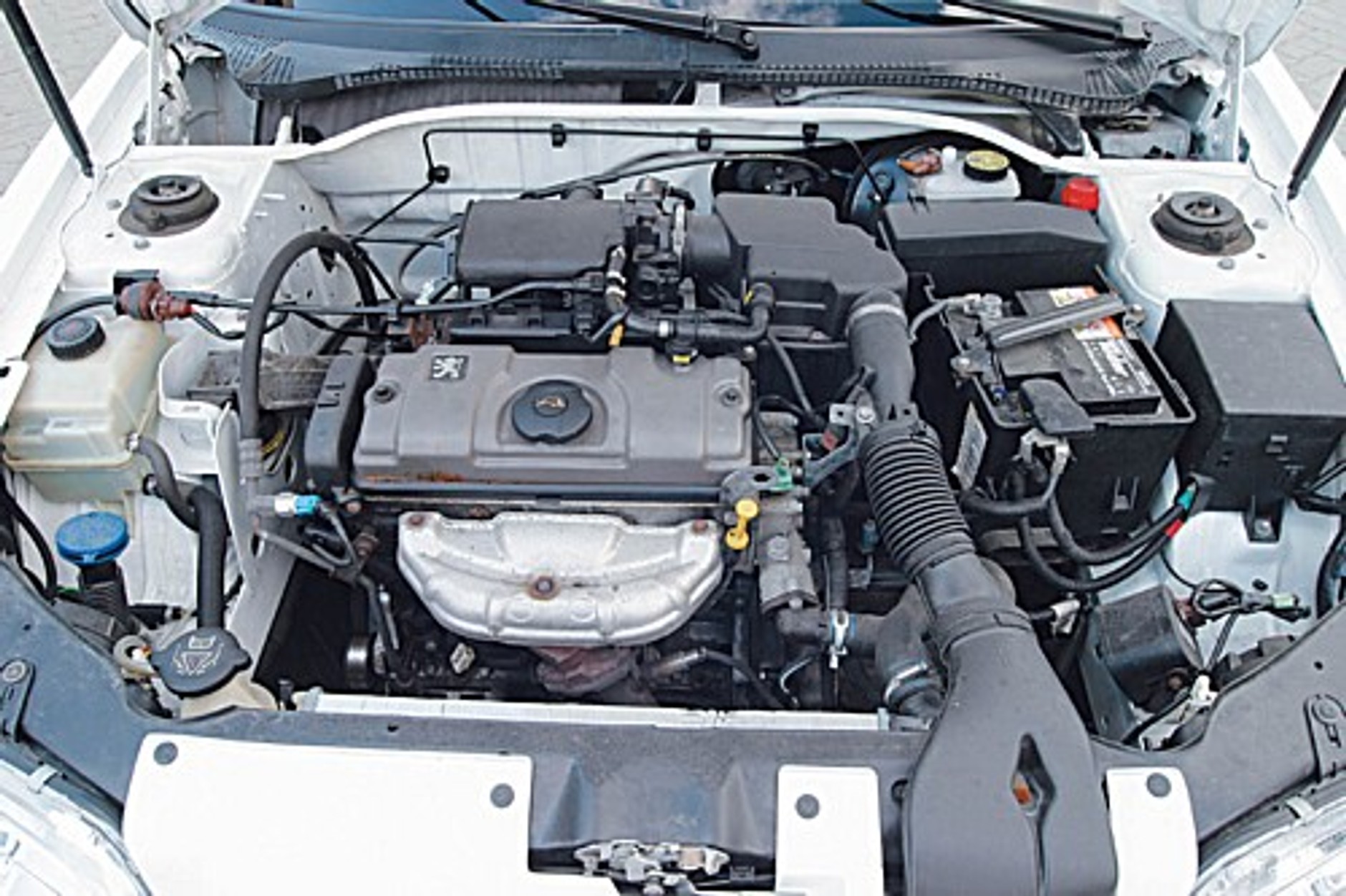 Ze środka lwiej gamy