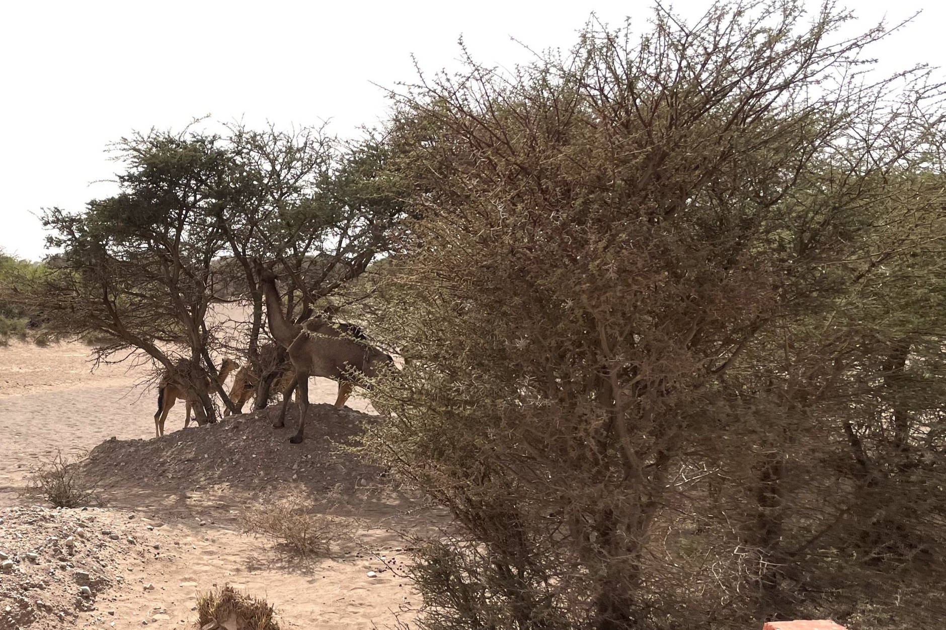 Mazda CX-60 z dieslem w Maroku