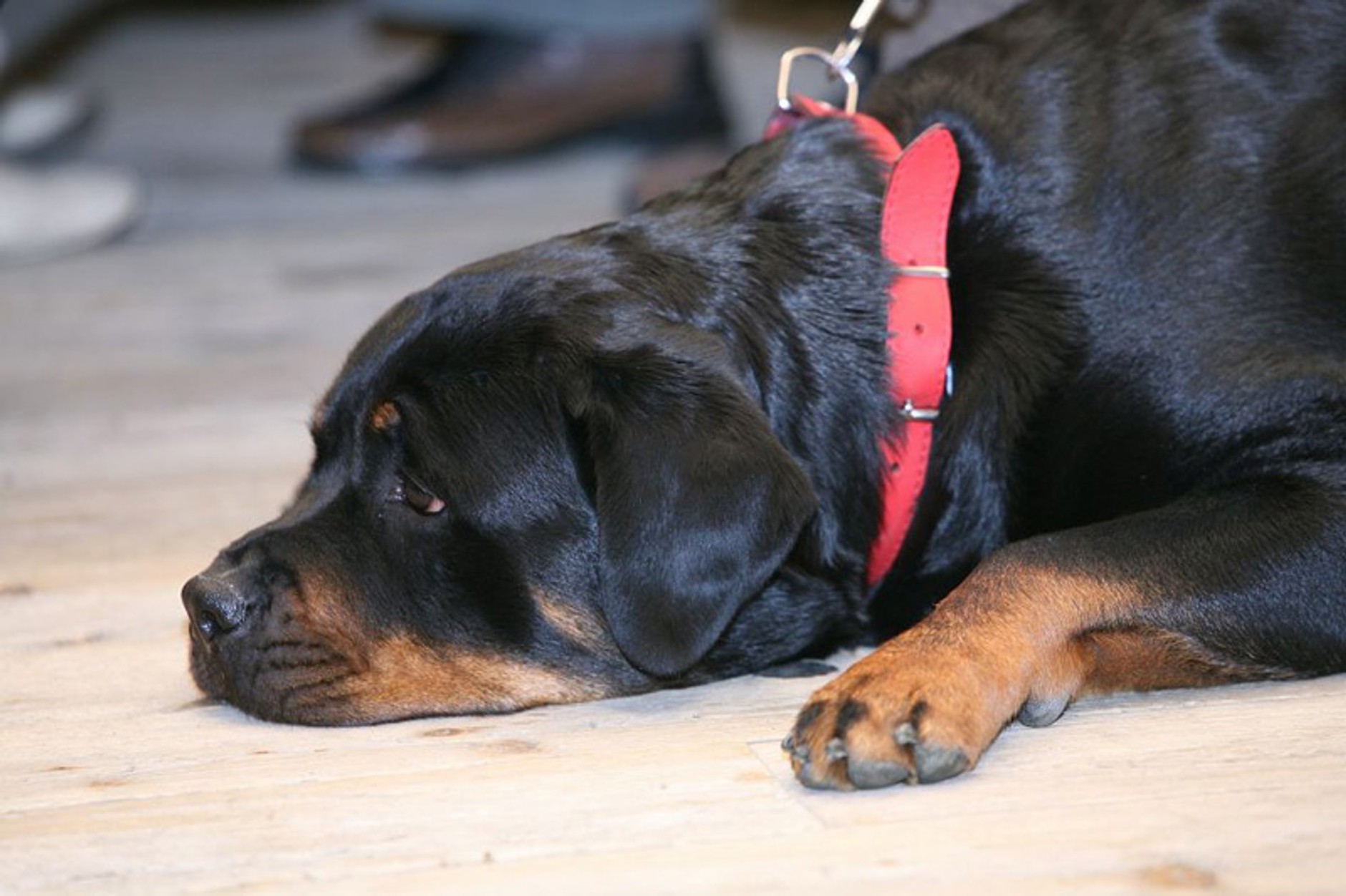 III. Zlot KIA 4x4: Karpacz w stylu country