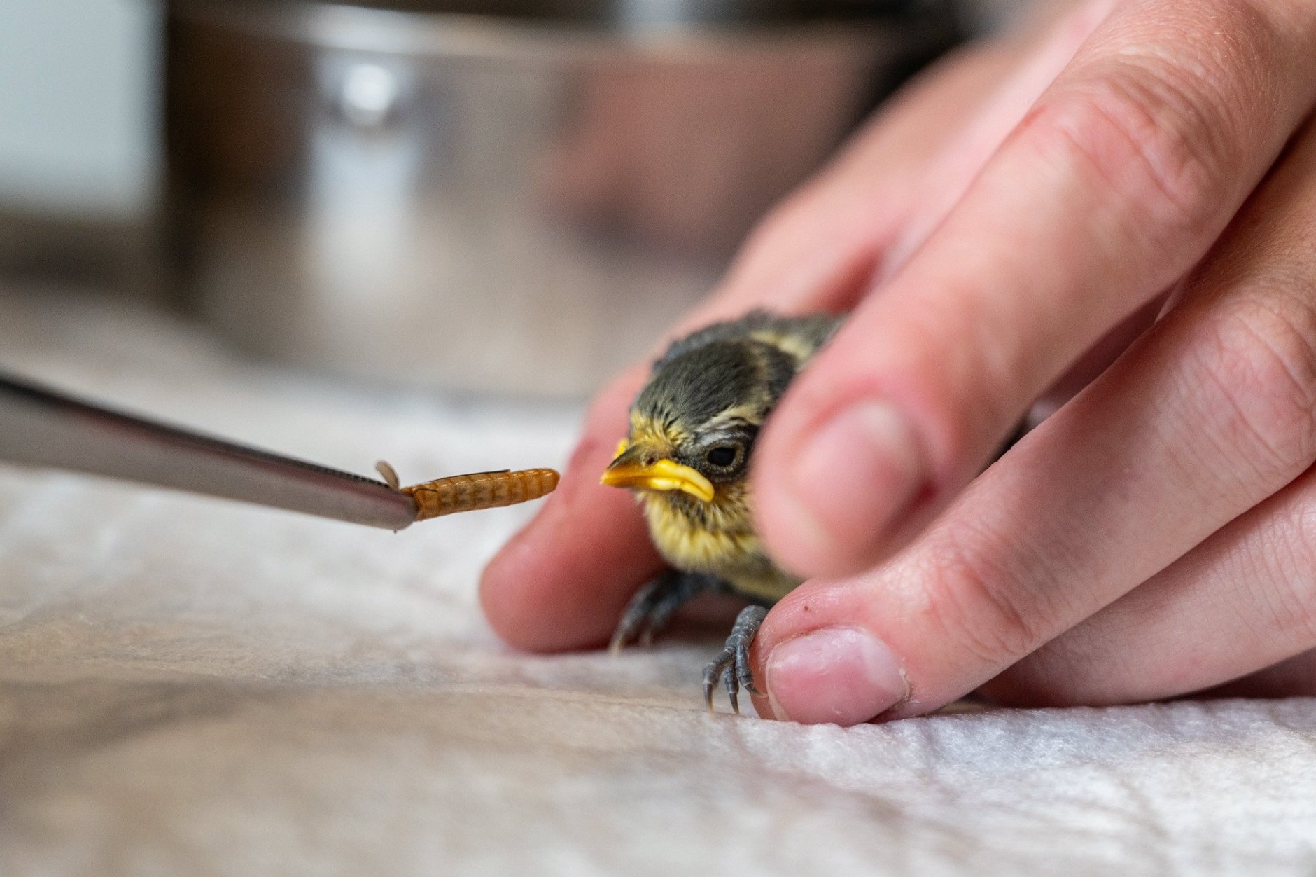 W radiowozach pojawiły się inkubatory. Posłużą specjalnym celom