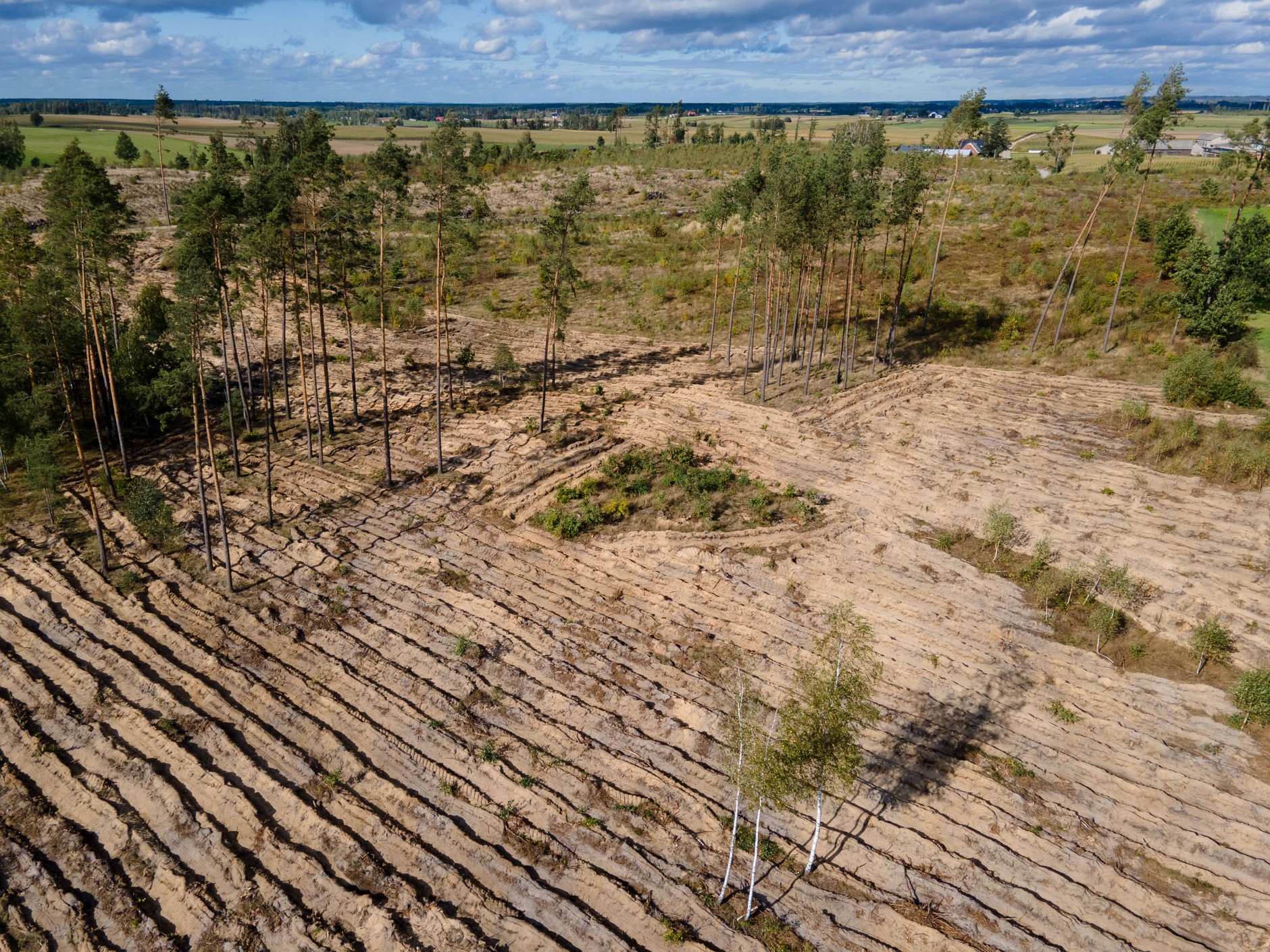 Zasadź drzewa z VW - projekt "Way To Go"