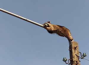 Szop spał na latarni. Gdy zdjęli go strażacy, zrobił im psikusa