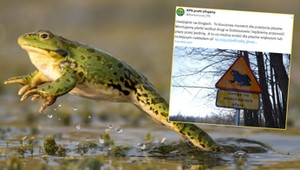 Nietypowy znak na polskich drogach. Kiedy go zobaczysz, od razu zwolnij