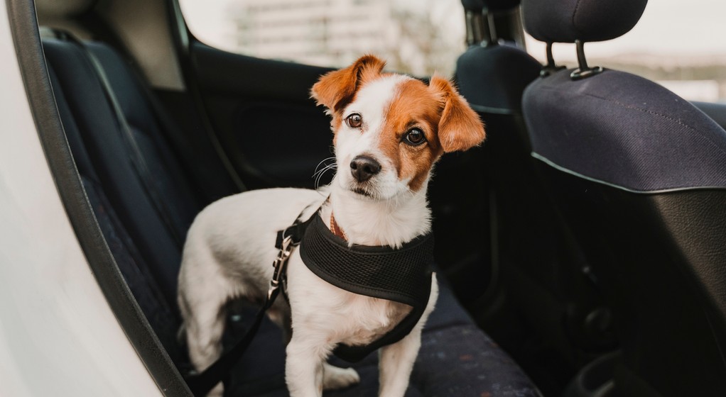 Każdy pies musi być zabezpieczony podczas jazdy autem
