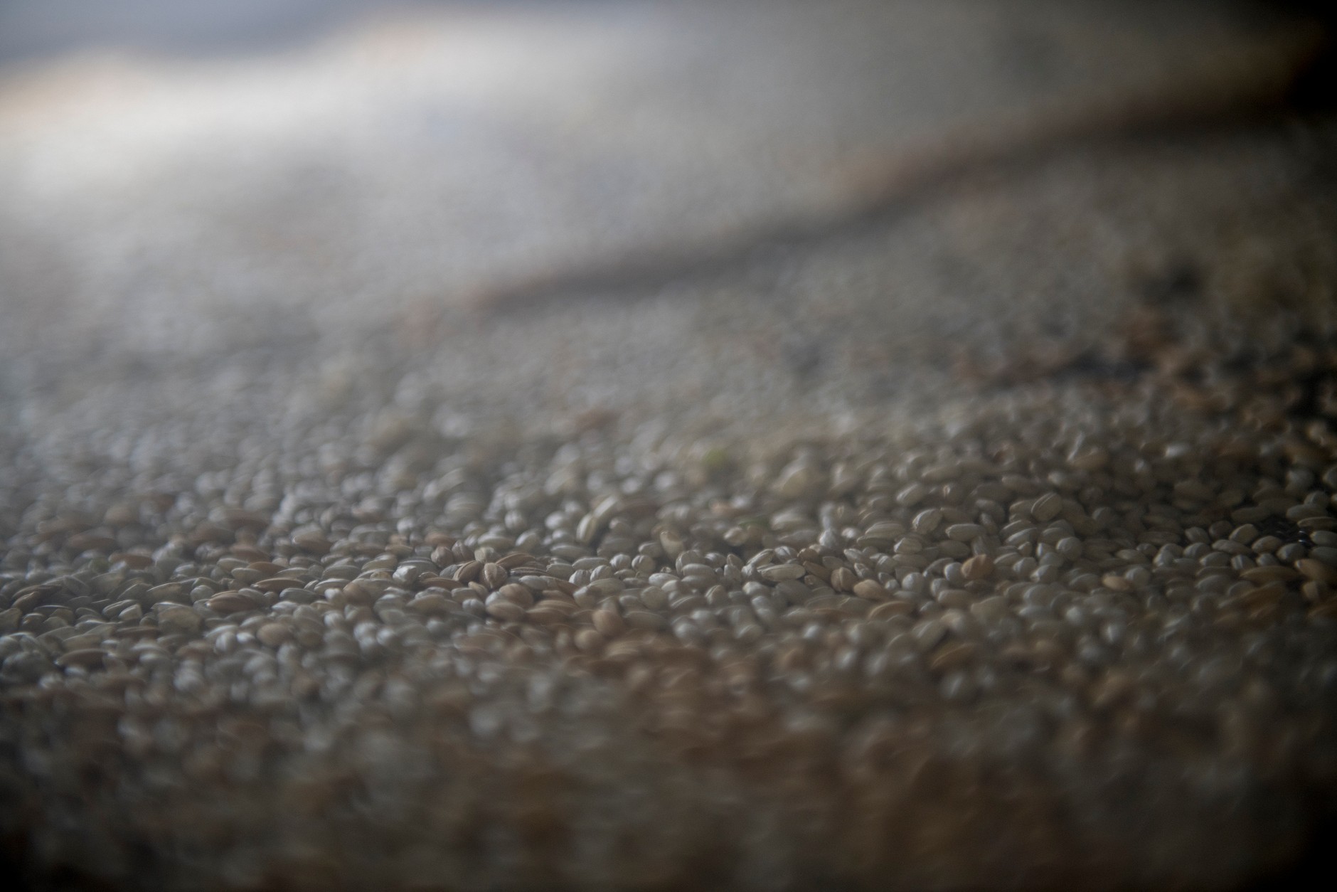 Seat będzie budował swoje auta z... łuski ryżowej