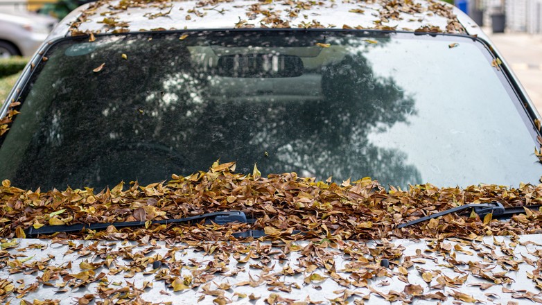 Liście na samochodzie (zdjęcie ilustracyjne)
