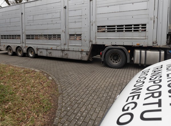 ITD skontrolowała transport świń. Kluczowy okazał się brak kilku elementów