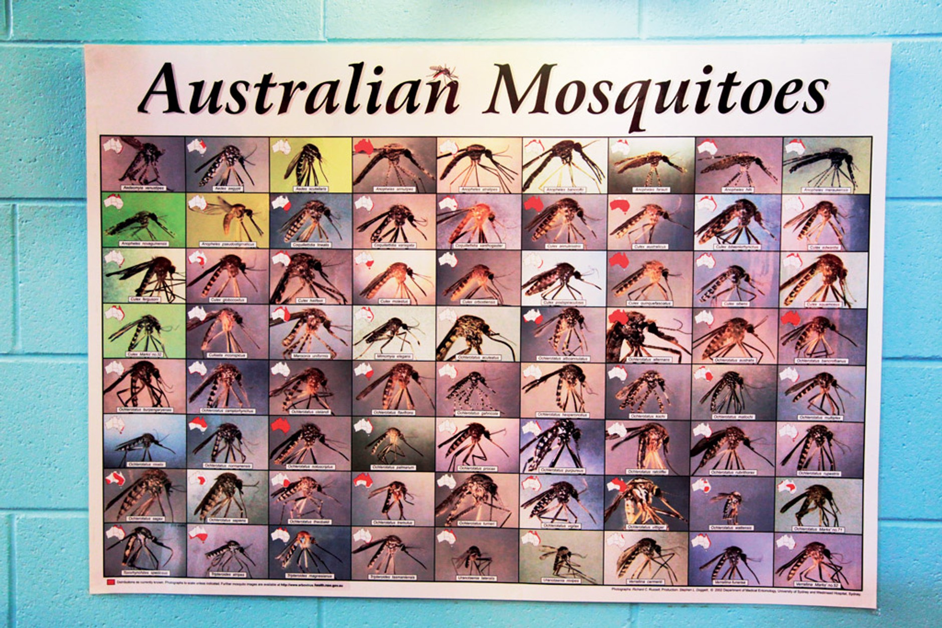 Toyotą Hilux po Australii: Antek i Karol w krainie kangurów