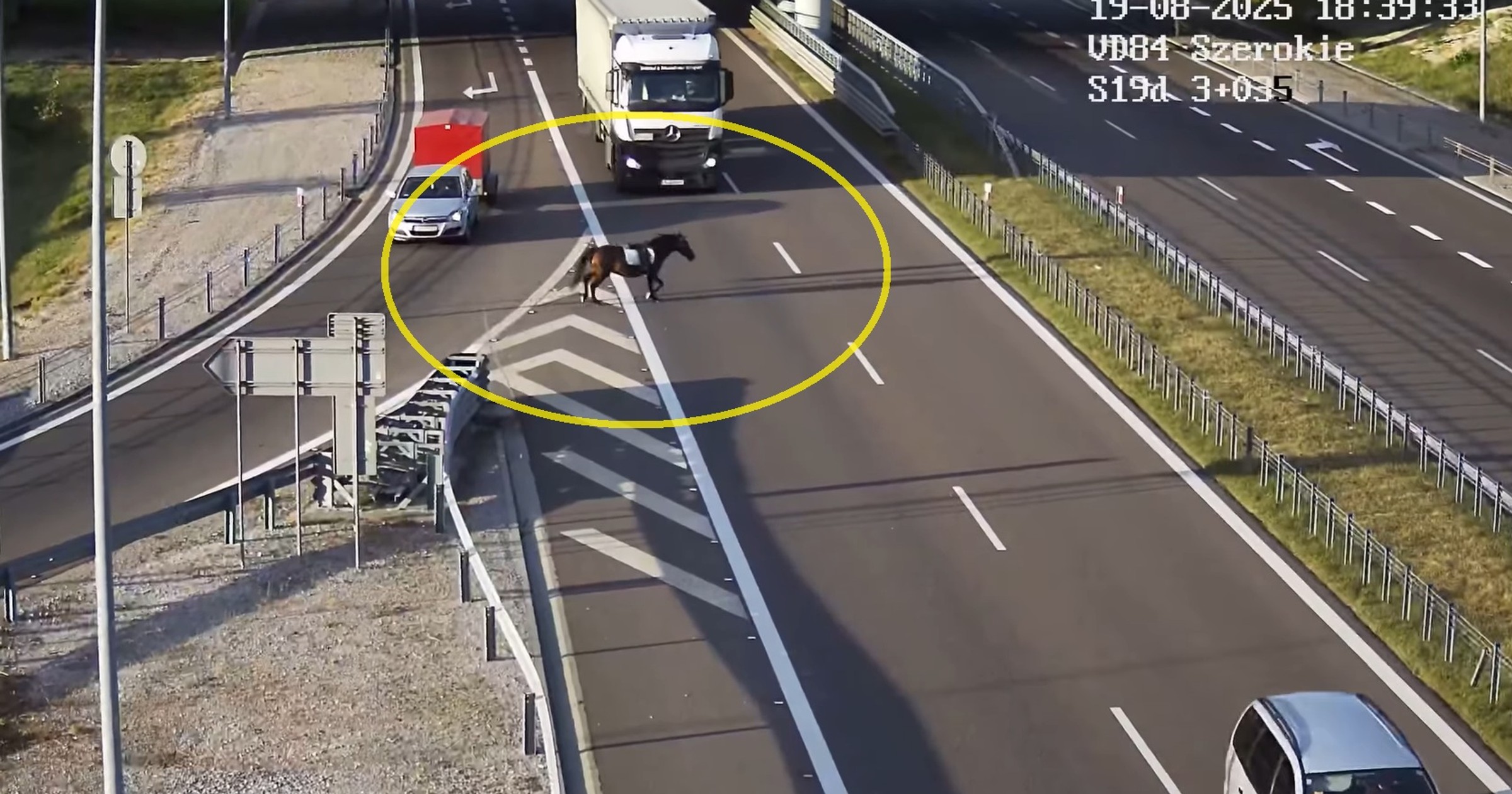 Spłoszony koń bez jeźdźca na drodze ekspresowej S19