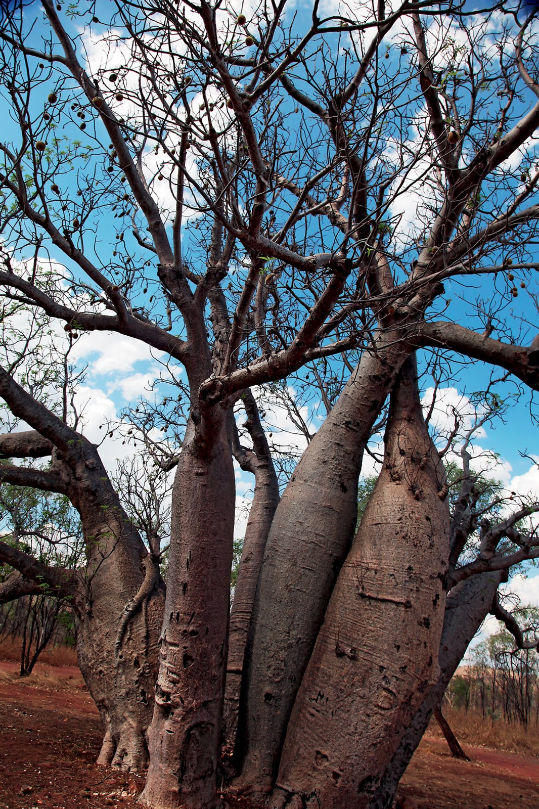Toyotą Hilux po Australii: Antek i Karol w krainie kangurów
