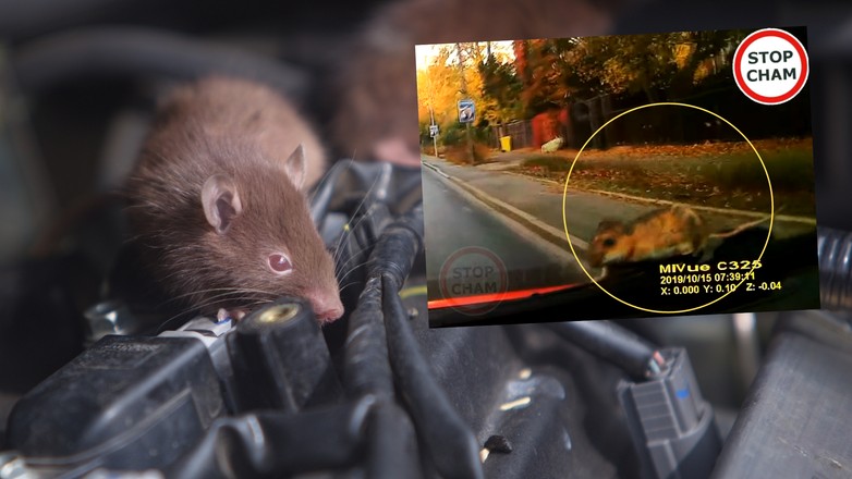 Szczur pod maską może wyrządzić wiele szkód (fot. youtube.com/@STOPCHAM)