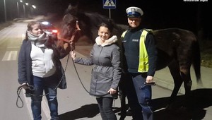 Policjanci szukali nietypowego uciekiniera. "Poznawał nową okolicę"