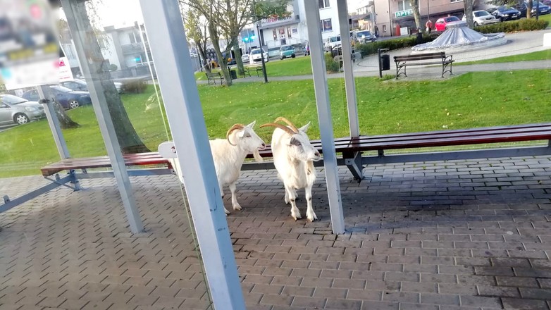 Kozy na przystanku w Rozprzy