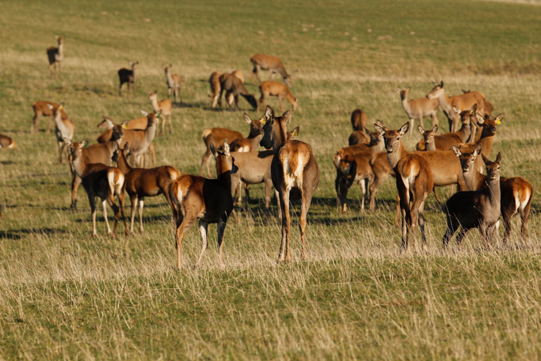 Zwiedzamy okolice Gołdapii z Chevroletem Captivą