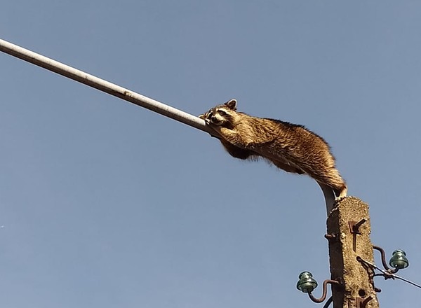 Szop spał na latarni. Gdy zdjęli go strażacy, zrobił im psikusa