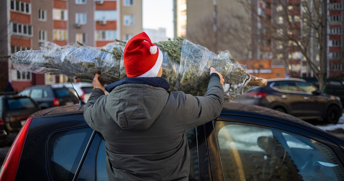  Przewożą choinki samochodami i narażają się na 3000 zł mandatu. Na to policjanci zwracają uwagę