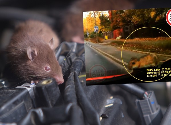 Spod maski samochodu nagle wyskoczył pasażer na gapę [WIDEO]