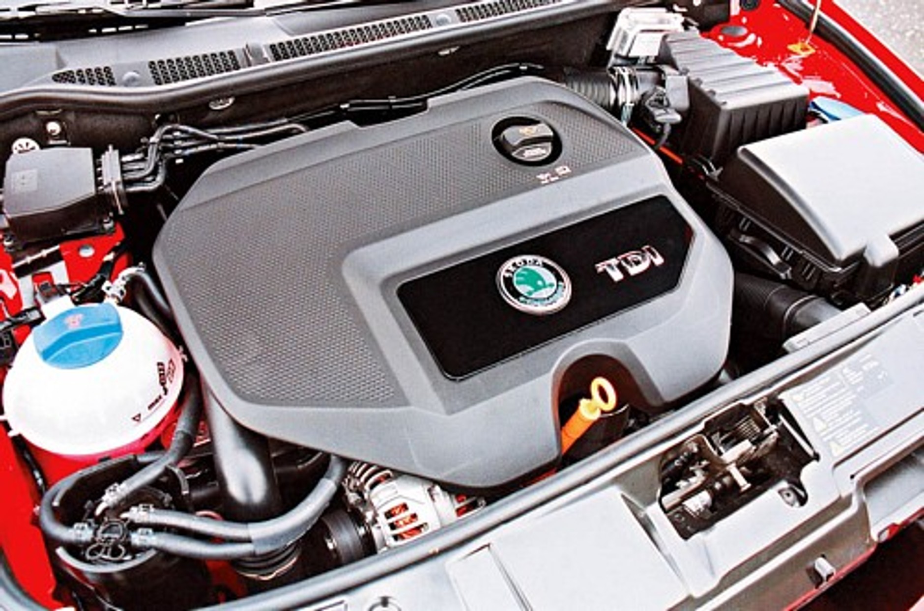 Rasowa w każdym calu