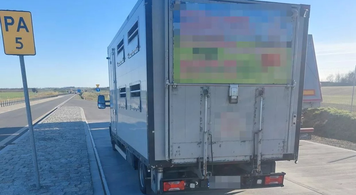 Już z daleka było wiadomo, że bus nie spełnia wymagań. Wszystko przez cielaki